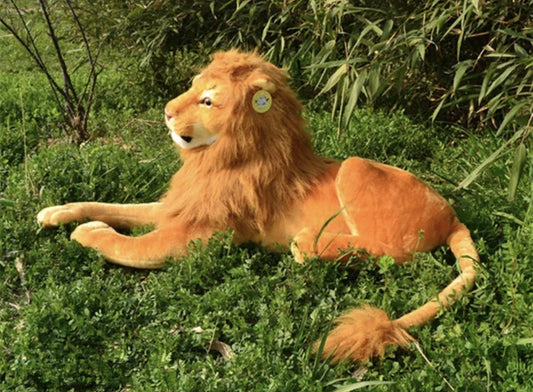 Lion animal